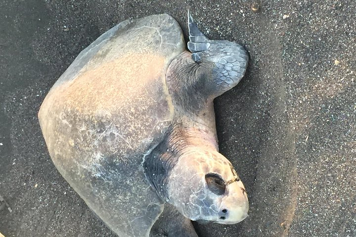 Nocturnal Turtles Watching near Tamarindo beach - Photo 1 of 18